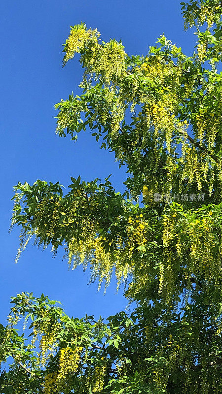 在花园里盛开的普通金链花树的图片，长着黄色的花，垂在蓝天下，有毒的金链花照片/金雨/金链树生长在英国，与印度金雨树/桂皮管有关